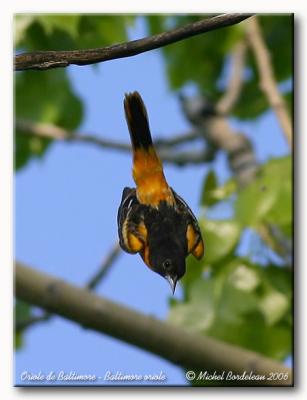 Oriole de Baltimore - Baltimore Oriole