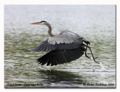 Grand hron - Great blue heron