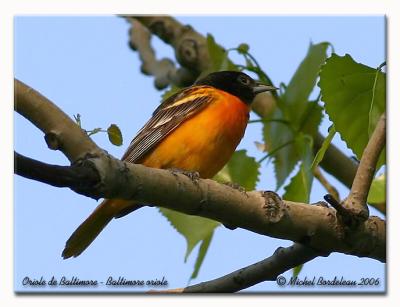 Oriole de Baltimore - Baltimore Oriole