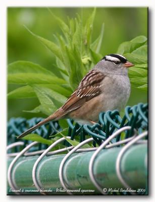 Bruant  couronne blanche - White crowned sparrow