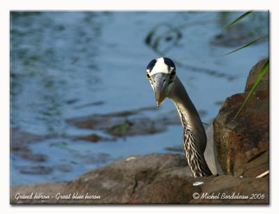 Grand hron - Great blue heron