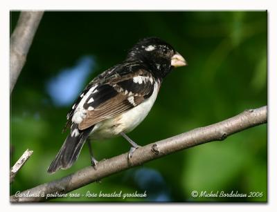 Cardinal  poitrine rose - Rose breasted grosbeak