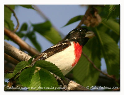 Cardinal à poitrine rose - Rose breasted grosbeak