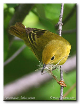 Paruline jaune - Yellow warbler