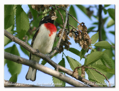 Cardinal  poitrine rose - Rose breasted grosbeak