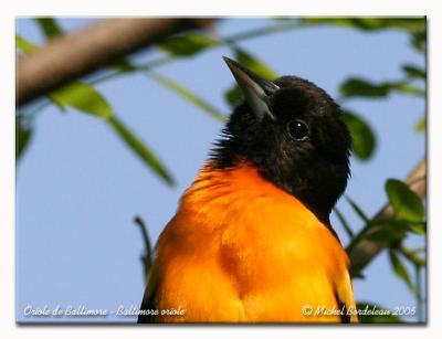 oriole640-IMG_2962.jpg