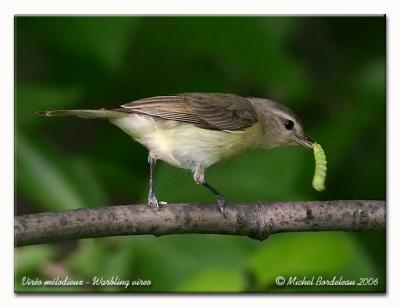 Viro mlodieux - Warbling vireo