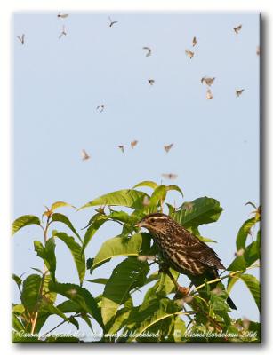 Carouge  paulettes - Red winged blackbird