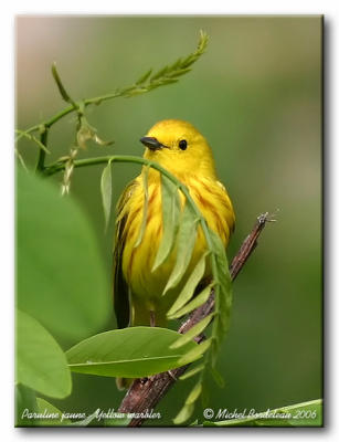 Paruline jaune  Yellow warbler