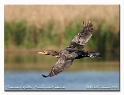 Cormoran  aigrettes - Double crested cormorant