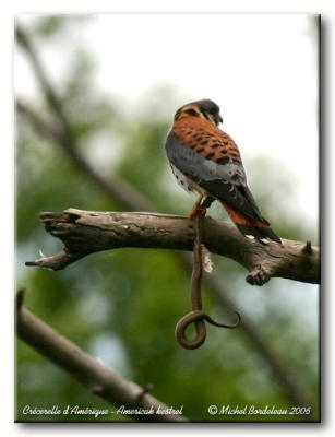 Crcerelle d'amrique - American kestrel