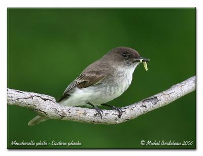 Moucherolle phébi - Eastern phoebe