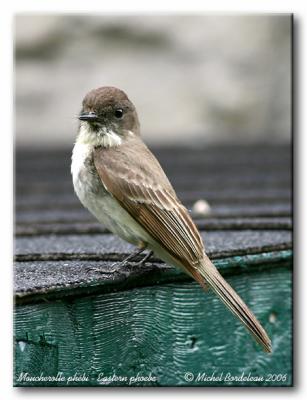 Moucherolle phbi - Eastern phoebe