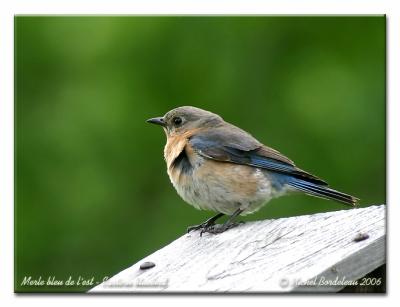 Merle bleu de l'est - Eastern bluebird