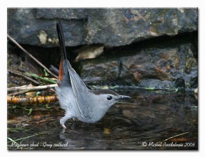 Moqueur chat - Gray catbird