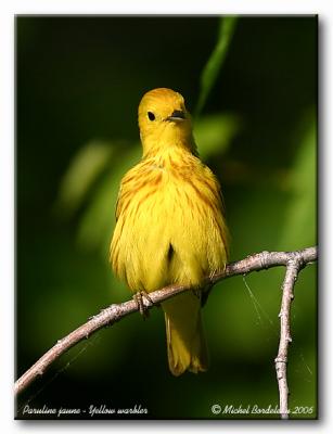 Paruline jaune - Yellow warbler