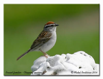 Bruant familier - Chipping sparrow