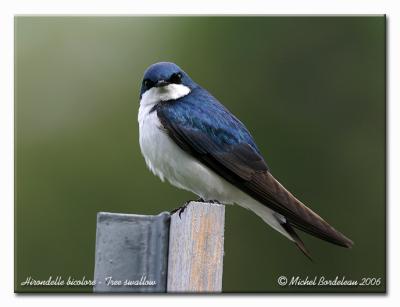Hirondelle bicolore - Tree swallow
