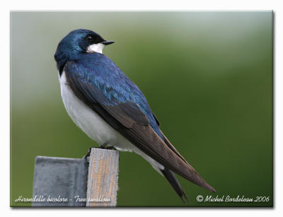 Hirondelle bicolore - Tree swallow