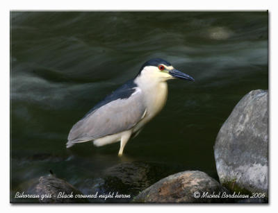 Bihoreau gris - Black crowned night heron