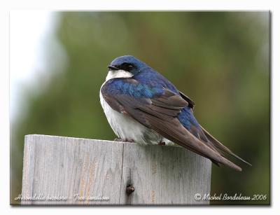 Hirondelle bicolore - Tree swallow