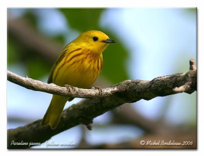 Paruline jaune  Yellow warbler