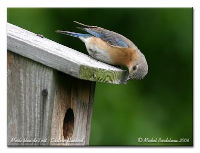 Merle bleu de l'est - Eastern bluebird