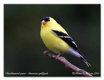 Chardonneret jaune  American goldfinch