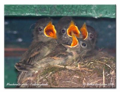 Moucherolle phbi - Eastern phoebe