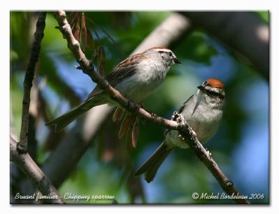 Bruant familier  Chipping sparrow