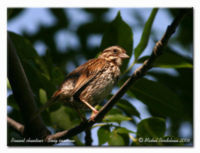 Bruant chanteur - Song sparrow
