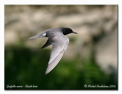 Guifette noire - Black tern