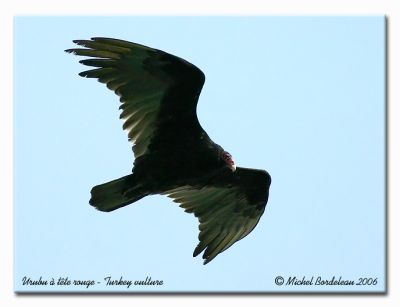 Urubu  tte rouge - Turkey vulture