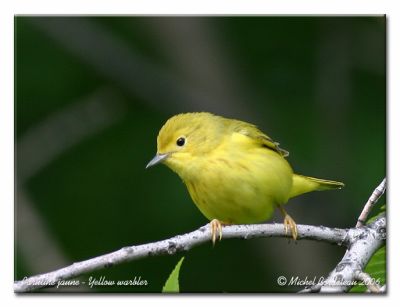 Paruline jaune - Yellow warbler