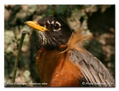Merle d'amrique - American robin