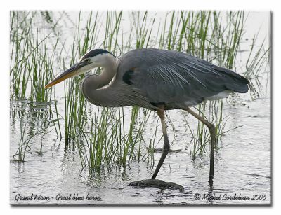 Grand hron - Great blue heron