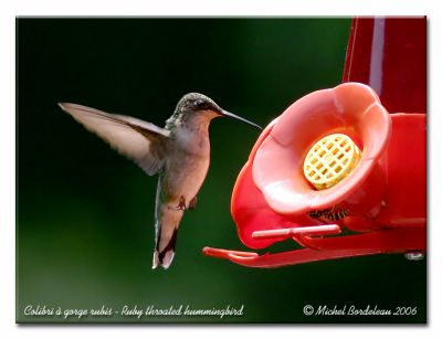 Colibri à gorge rubis - Ruby throated hummingbird