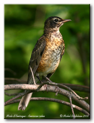 Jeune merle d'Amrique - Young american robin