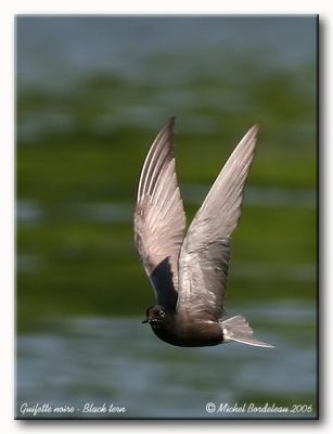 Guifette noire - Black tern