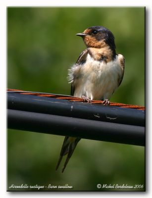 Hirondelle  front blanc  Barn swallow