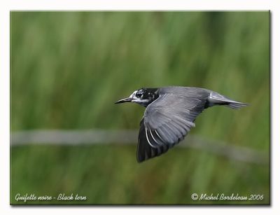 Guifette noire  Black tern