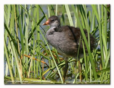 Gallinule (poule d'eau) - Common moorhen