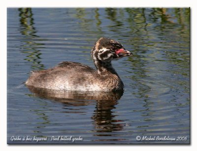 Grbe  bec bigarr  Pied billed grebe