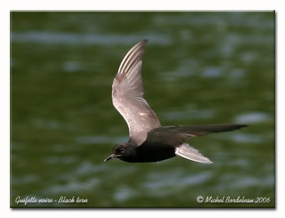 Guifette noire - Black tern