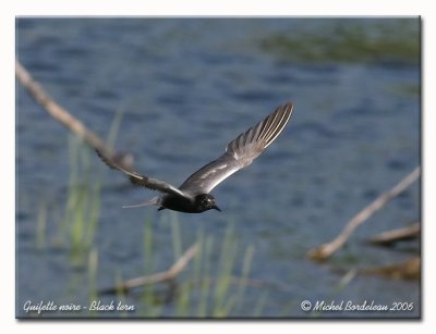 Guifette noire - Black tern