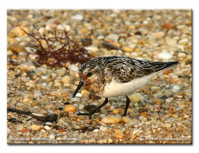 Bcasseau sanderling  Sanderling