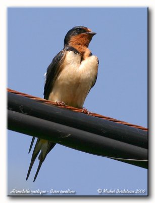 Hirondelle rustique - Barn swallow