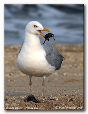 Goland argent - Herring gull