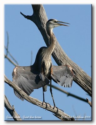 Grand héron - Great blue heron