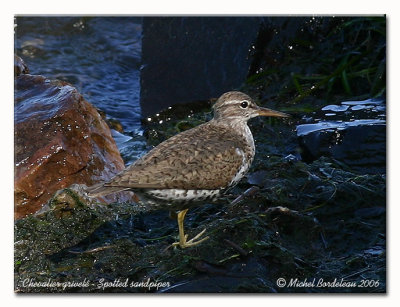 Chevalier grivel - Spotted sandpiper
